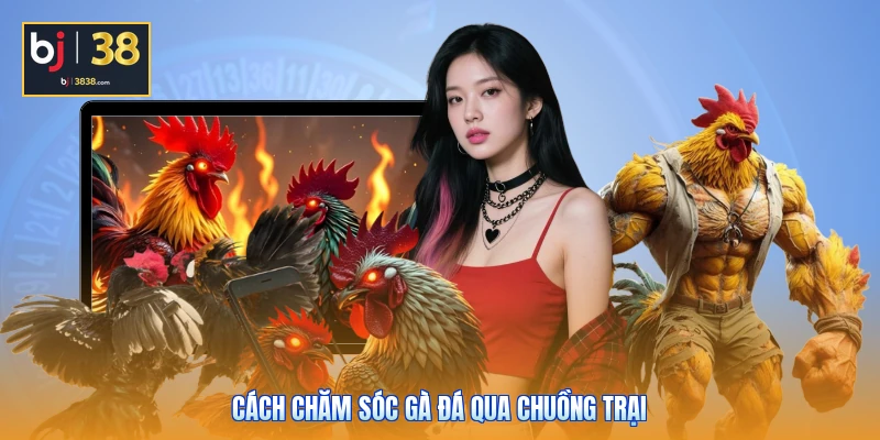 Cách Chăm Sóc Gà Đá - 3 Bí Quyết Đúc Chiến Kê Vô Địch 4 Cách chăm sóc gà đá qua chuồng trại