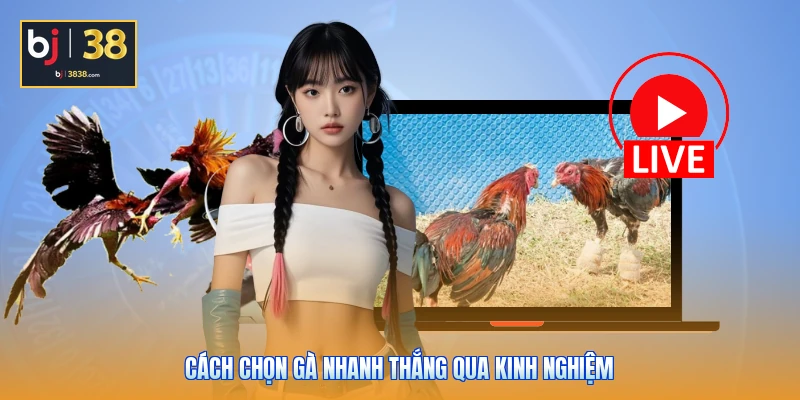 Cách chọn gà nhanh thắng qua kinh nghiệm
