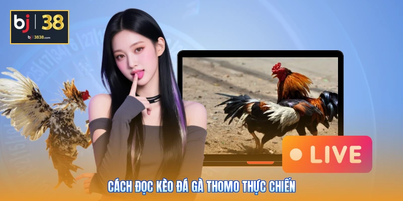 Hướng Dẫn Cách Đọc Kèo Đá Gà Thomo Chuẩn Chuyên Gia BJ38 4 Cách đọc kèo đá gà Thomo thực chiến