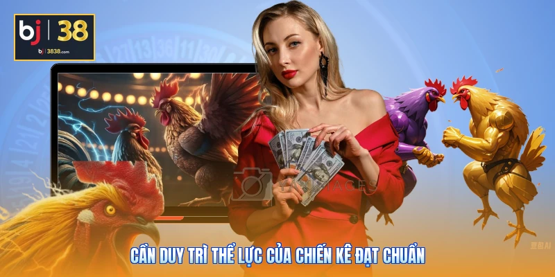 Cần duy trì thể lực của chiến kê đạt chuẩn