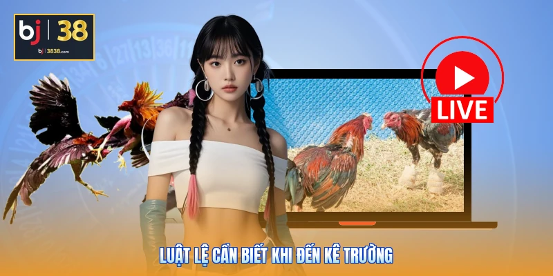 Trường Gà Thomo Ở Đâu - Bí Mật Thánh Địa Cá Cược 2026 6 Luật lệ cần biết khi đến kê trường