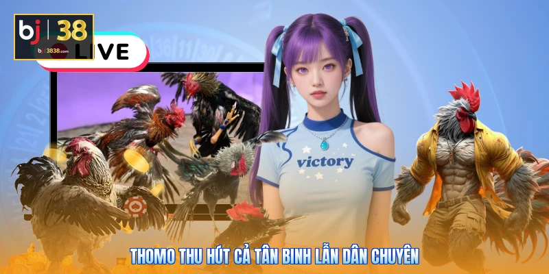 Trường Gà Thomo Ở Đâu - Bí Mật Thánh Địa Cá Cược 2026 4 Thomo thu hút cả tân binh lẫn dân chuyên
