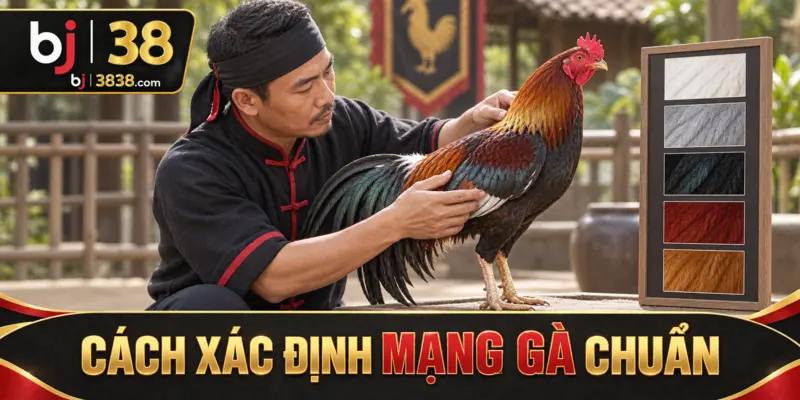 Màu Lông Gà Đá Và Ngũ Hành – Bí Quyết Từ Sư Kê BJ38 4 Nên quan sát thân, cánh và cổ dưới ánh sáng trung tính trước khi chốt màu chính